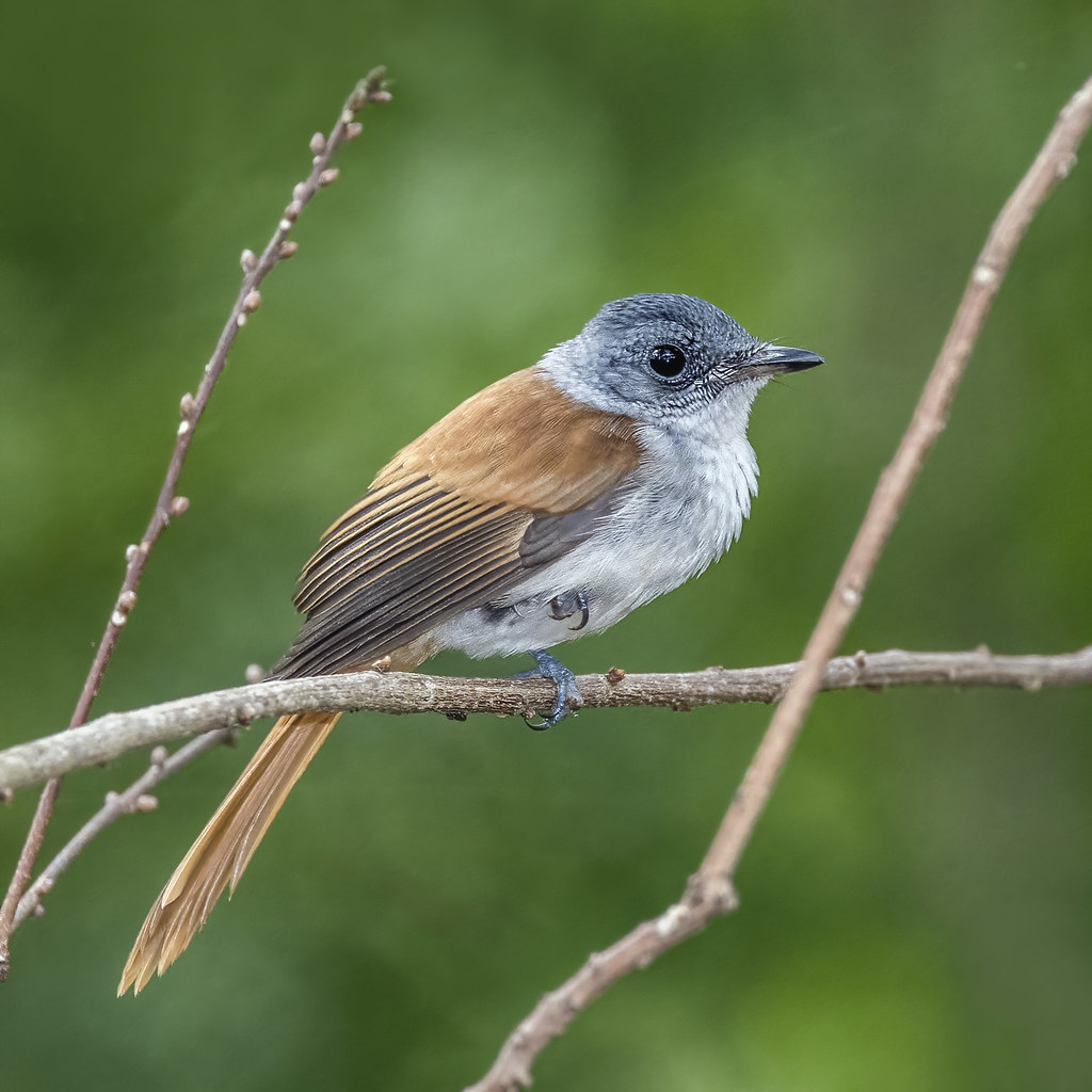 Image of Sao Tome Paradise-flycatcher