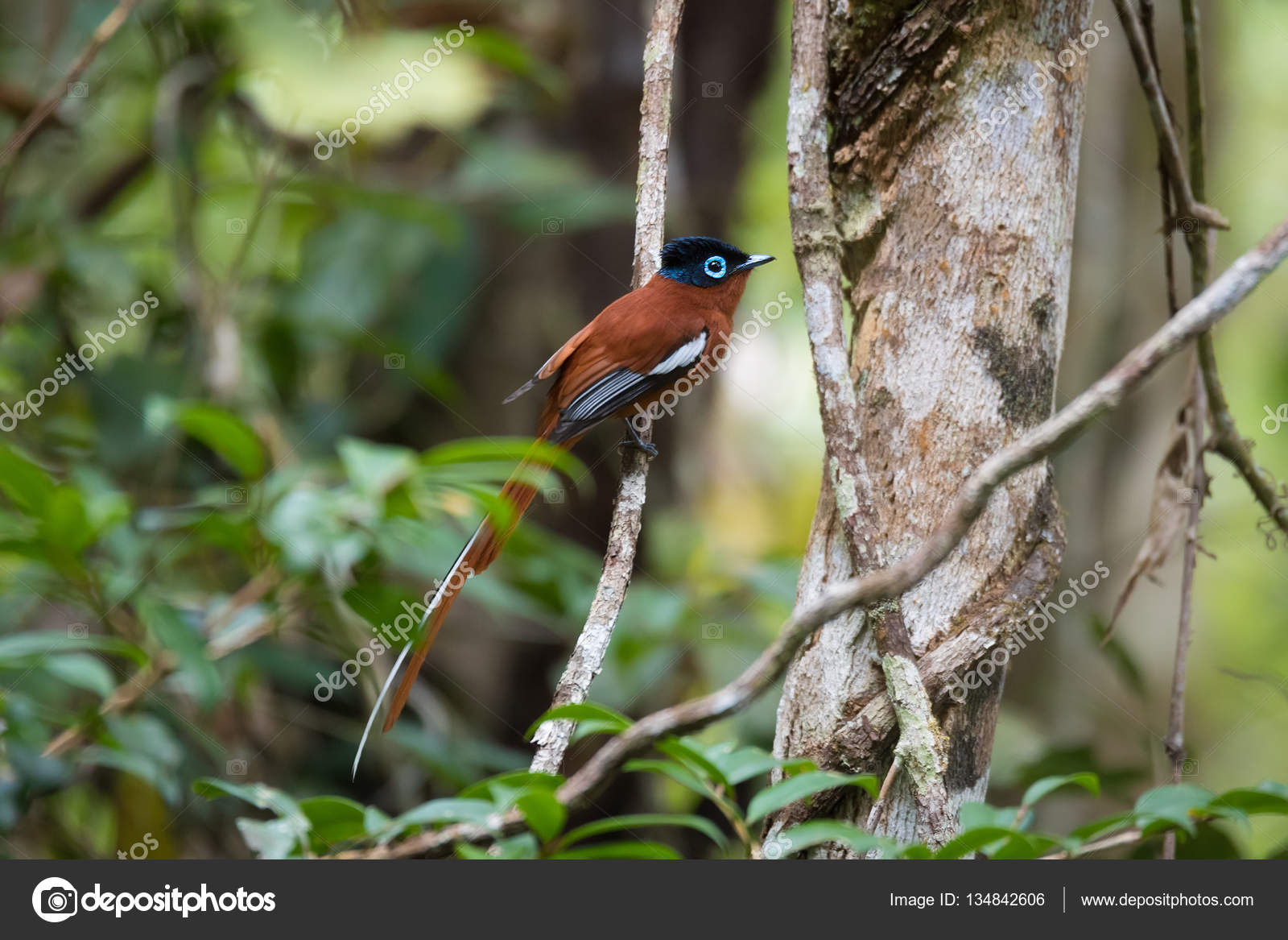 Image of Madagascar Paradise-flycatcher