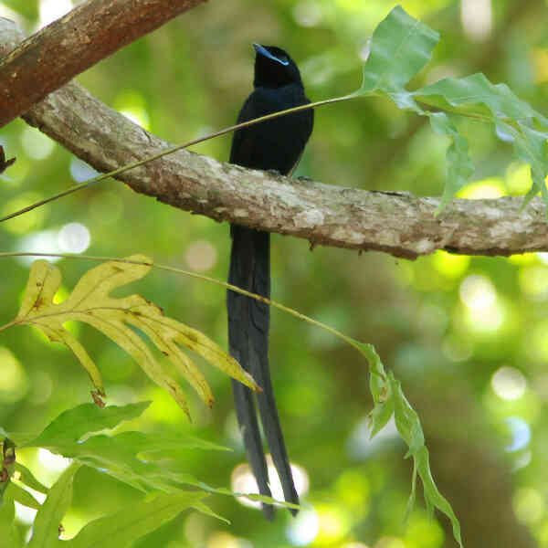Image of Seychelles Paradise-flycatcher