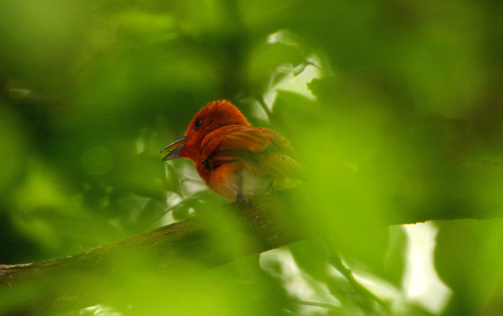 Image of Southern Rufous Paradise-flycatcher