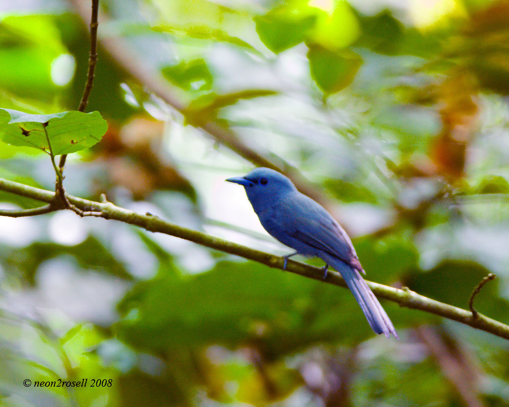 Image of Blue Paradise-flycatcher