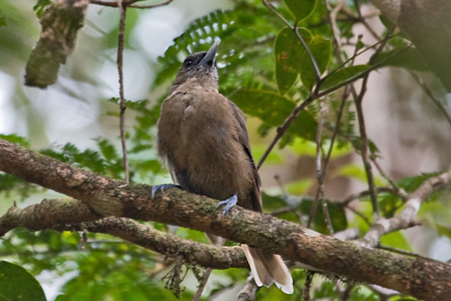 Image of Southern Shrikebill