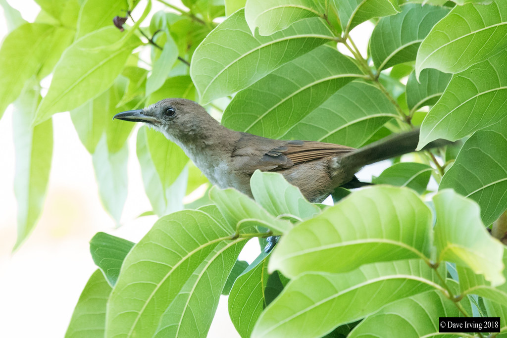 Image of Fiji Shrikebill