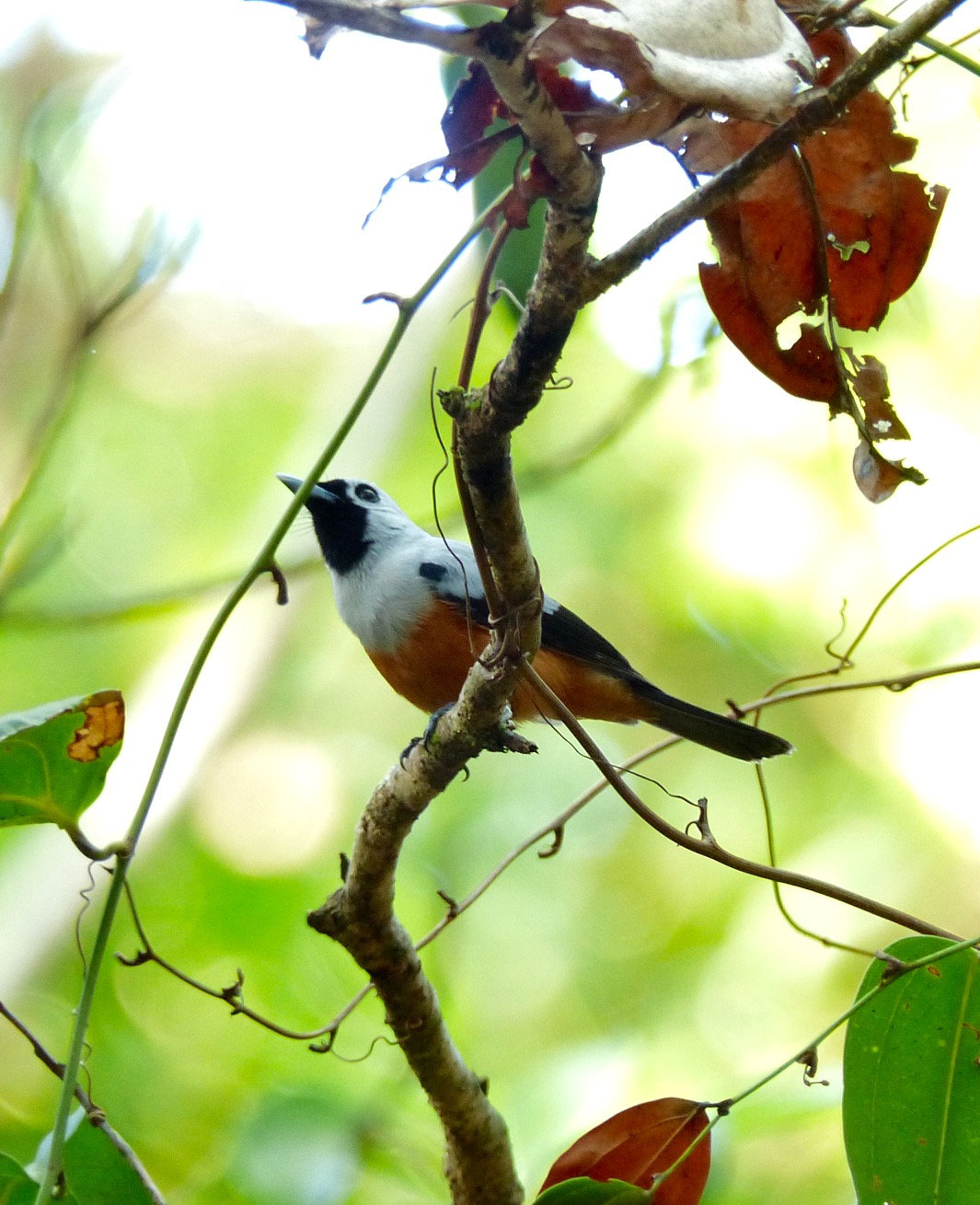Image of Black-winged Monarch