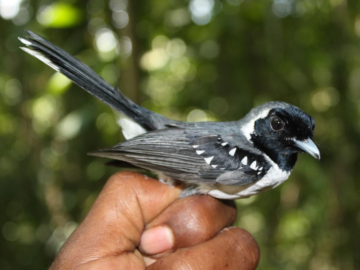 Image of Spot-winged Monarch