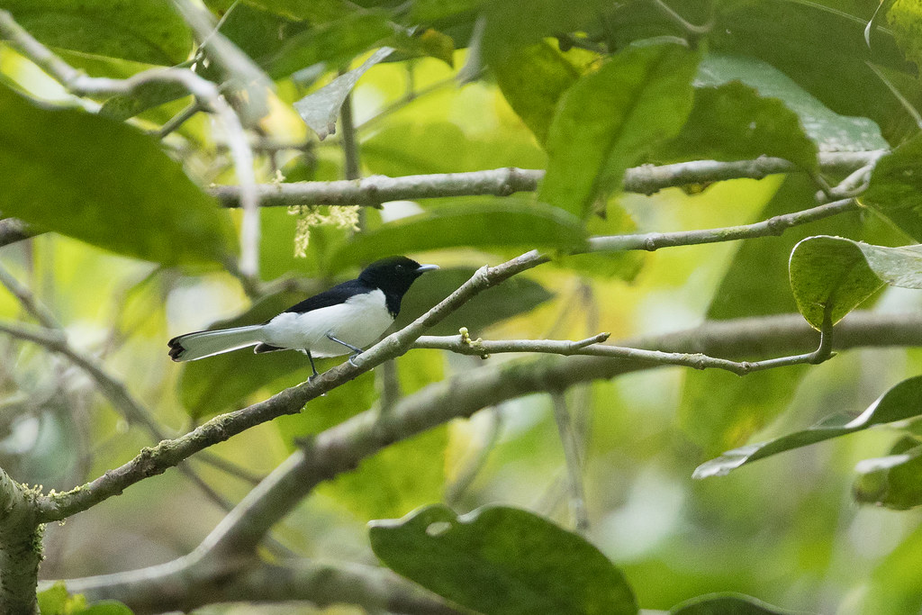 Image of White-tailed Monarch