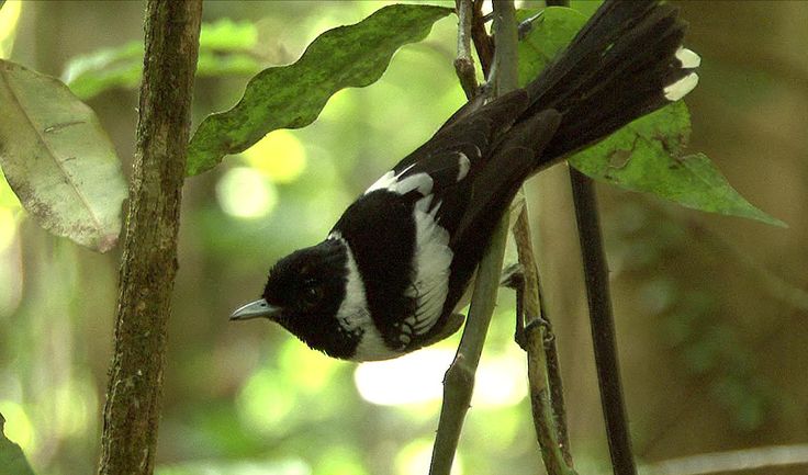 Image of White-collared Monarch