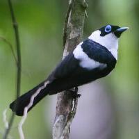 Image of Frilled Monarch (Male)
