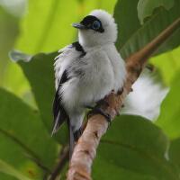 Image of Frill-necked Monarch (Female)