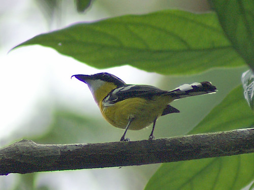 Image of Yellow-breasted Boatbill