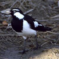 Image of Magpie-lark (Male)