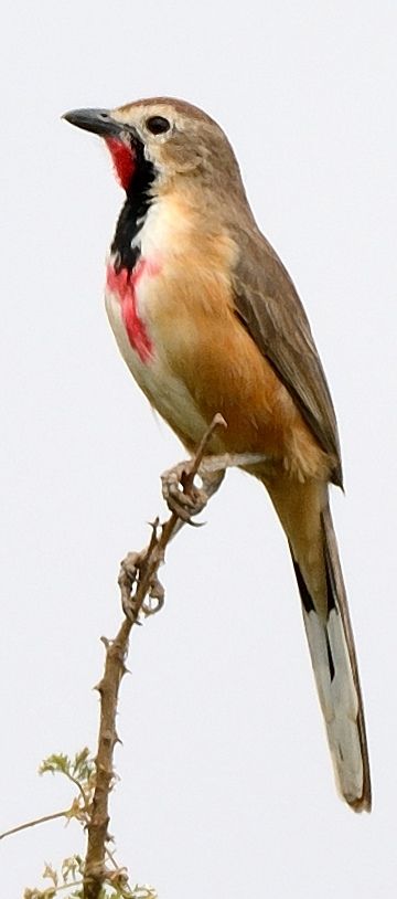 Image of Rosy-patched Bush-Shrike