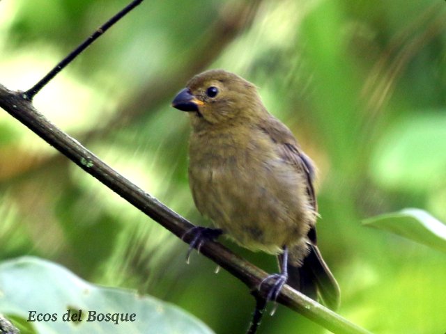 Image of Variable Seedeater