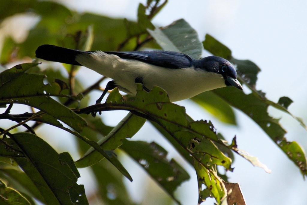 Image of Madagascar Blue Vanga
