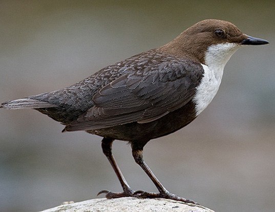 Image of White-throated Dipper