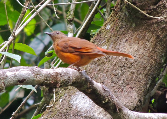 Image of Red-tailed Ant-thrush