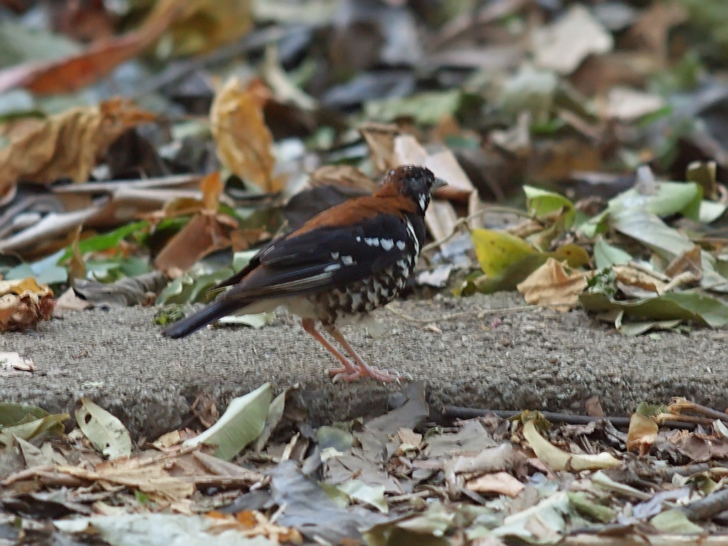 Image of Red-backed Thrush