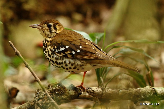 Image of Spotted Ground-thrush