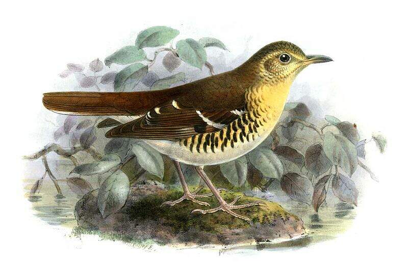 Image of Fawn-breasted Thrush