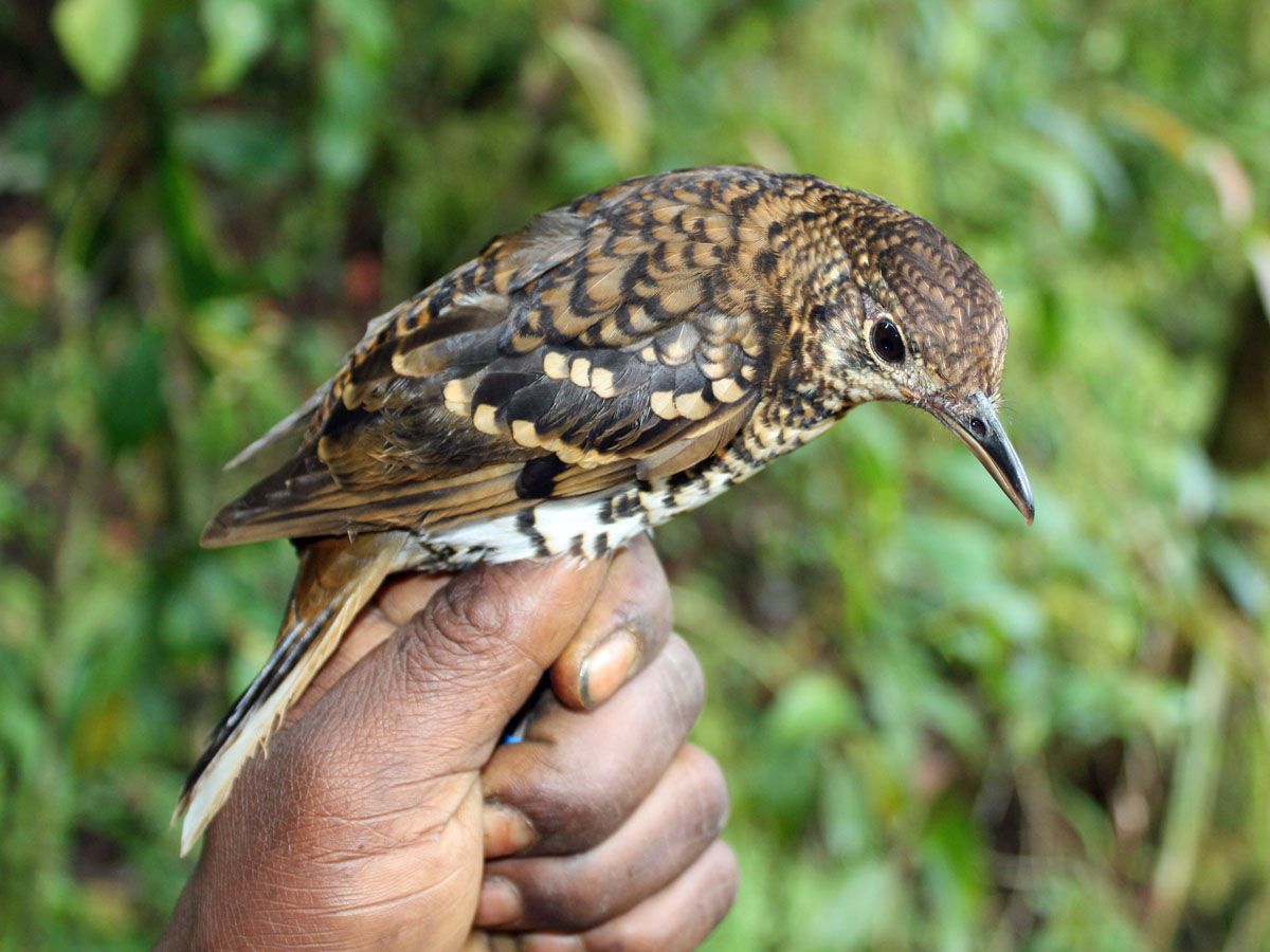 Image of Russet-tailed Thrush
