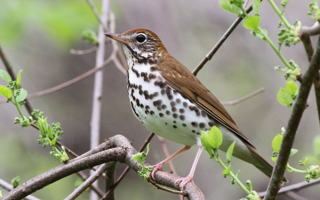 Image of Forest Thrush