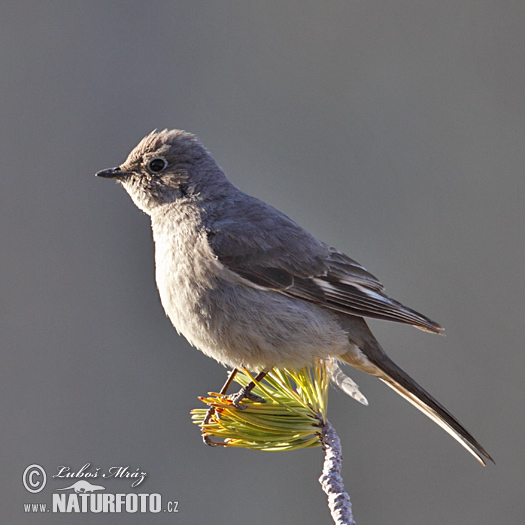 Image of Townsend's Solitaire
