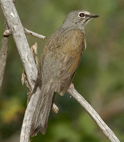 Image of Brown-backed Solitaire