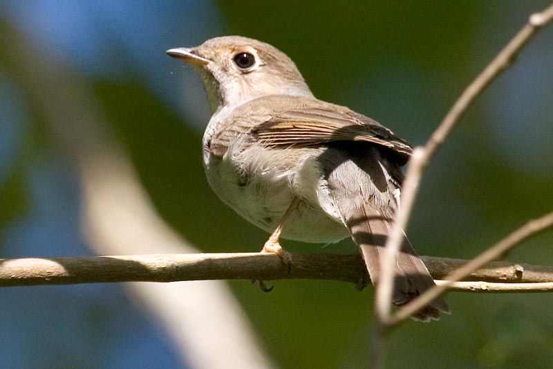 Image of Cuban Solitaire