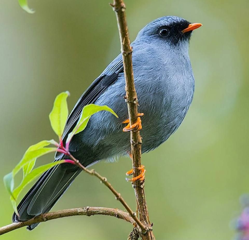 Image of Black-faced Solitaire