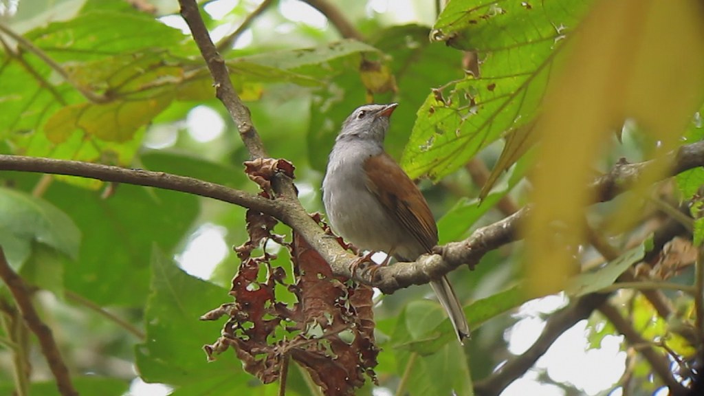 Image of Andean Solitaire