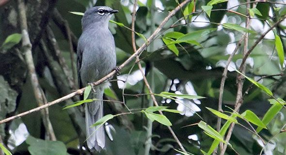Image of Slate-colored Solitaire