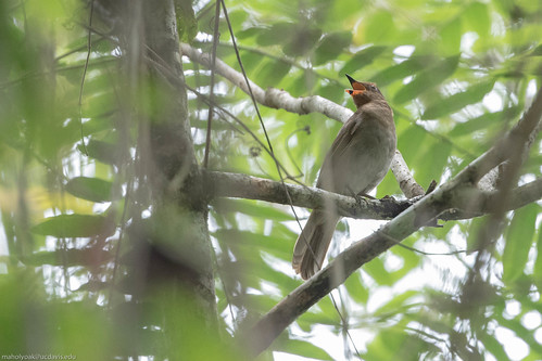 Image of Rufous-brown Solitaire