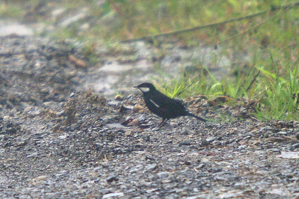 Image of Black Solitaire