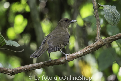 Image of Pale-vented Thrush