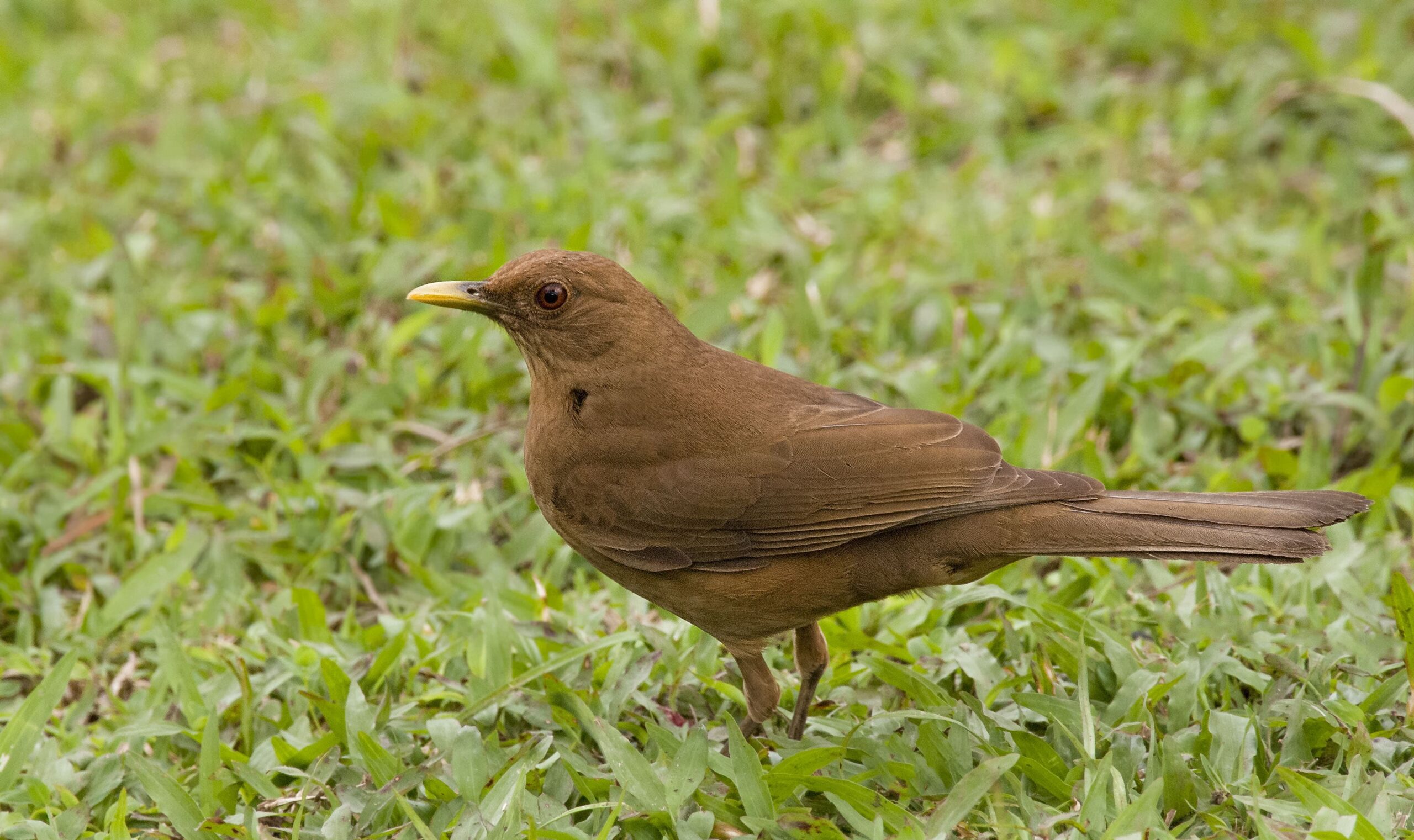 Image of Clay-colored Thrush