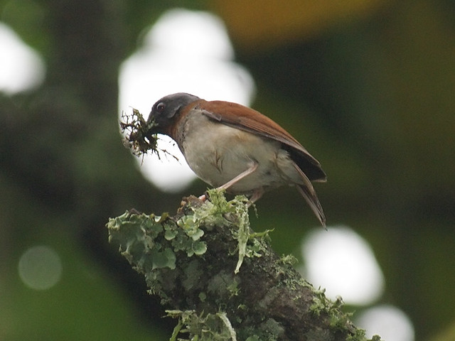 Image of Red-throated Alethe
