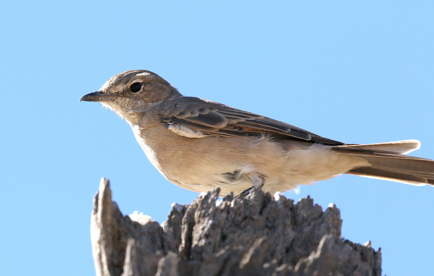 Image of Chat-Flycatcher