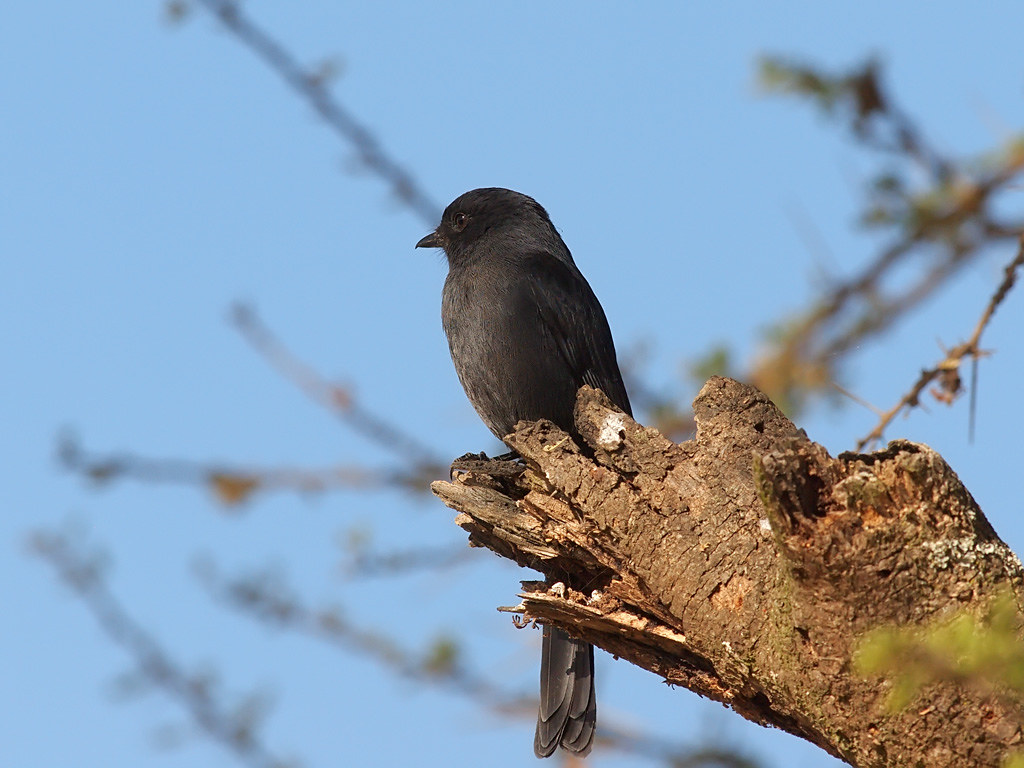 Image of Northern Black-Flycatcher