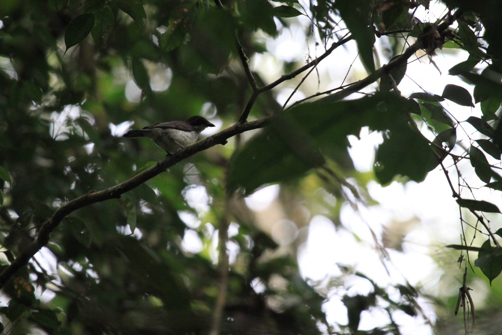 Image of African Forest-flycatcher