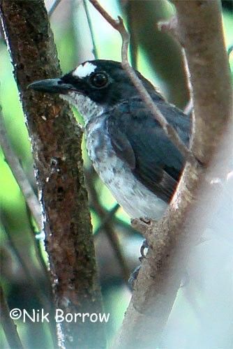Image of White-browed Forest-Flycatcher