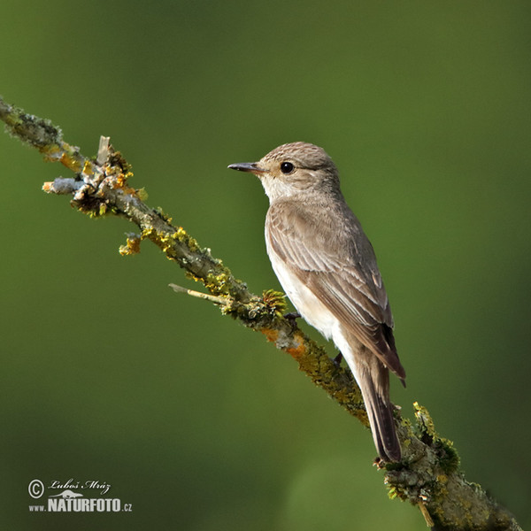 Image of Spotted Flycatcher