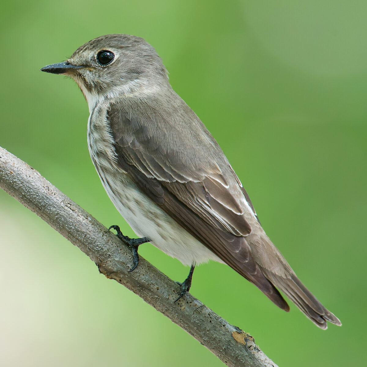 Image of Grey-streaked Flycatcher