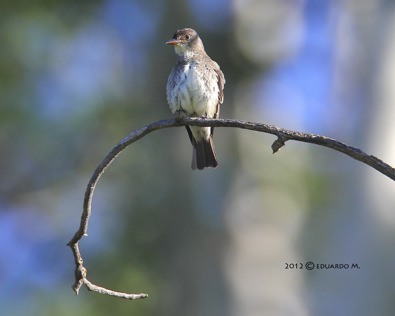 Image of Ashy-breasted Flycatcher