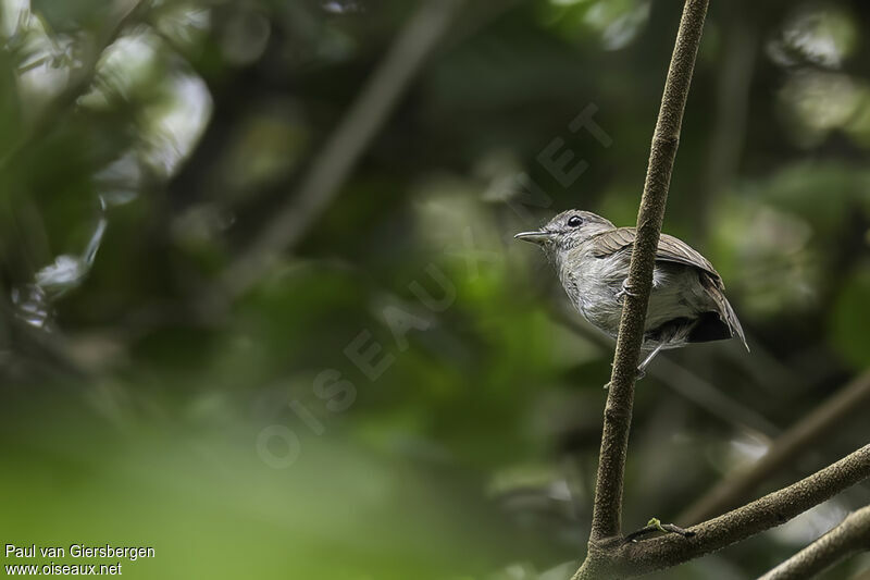 Image of Olivaceous Flycatcher