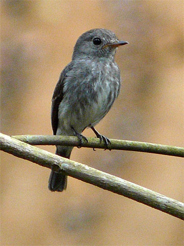 Image of Little Grey Flycatcher