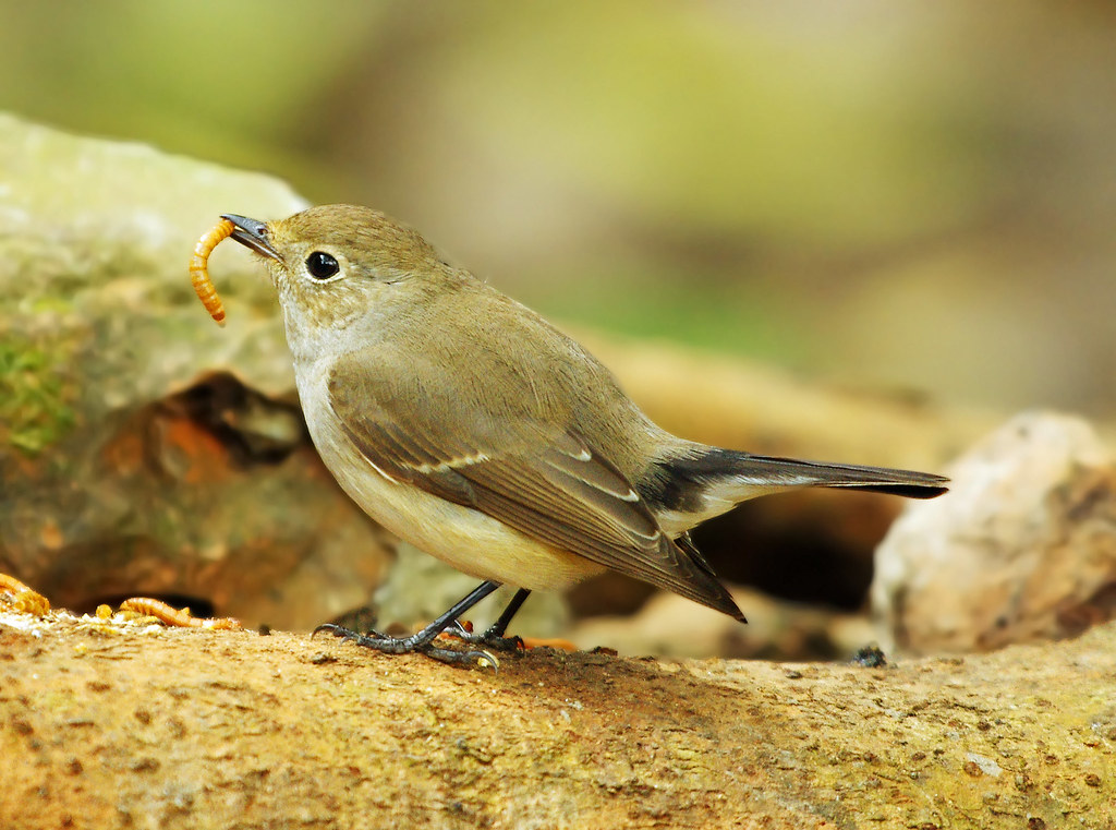 Image of Red-throated Flycatcher