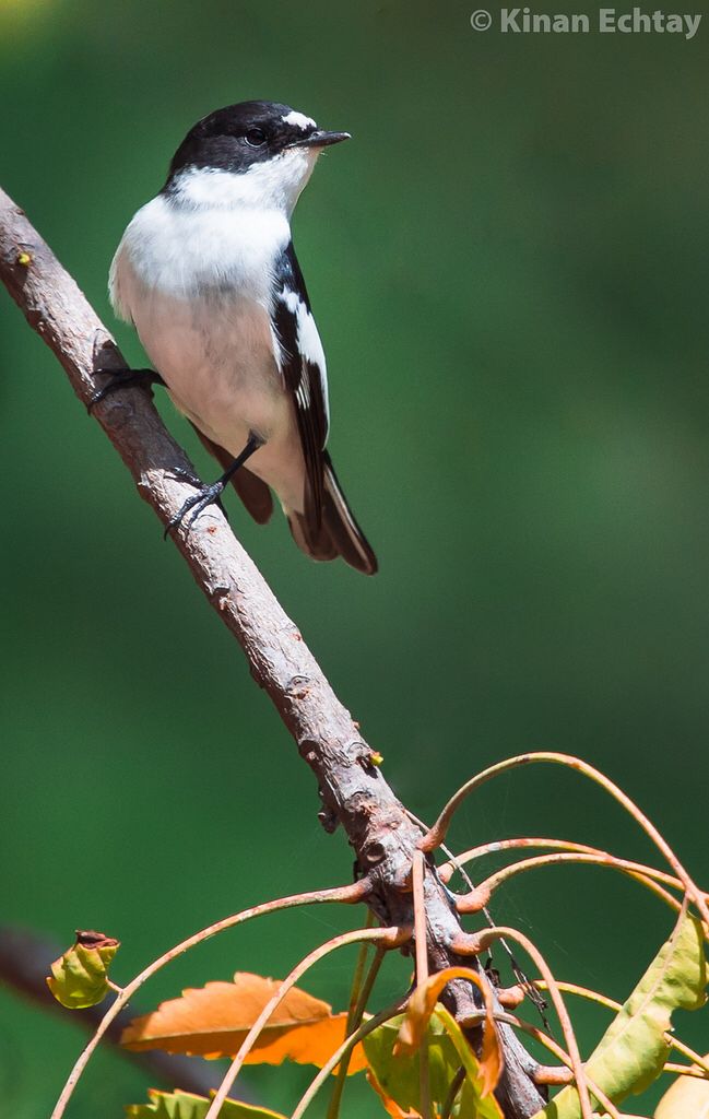 Image of Semi-collared Flycatcher