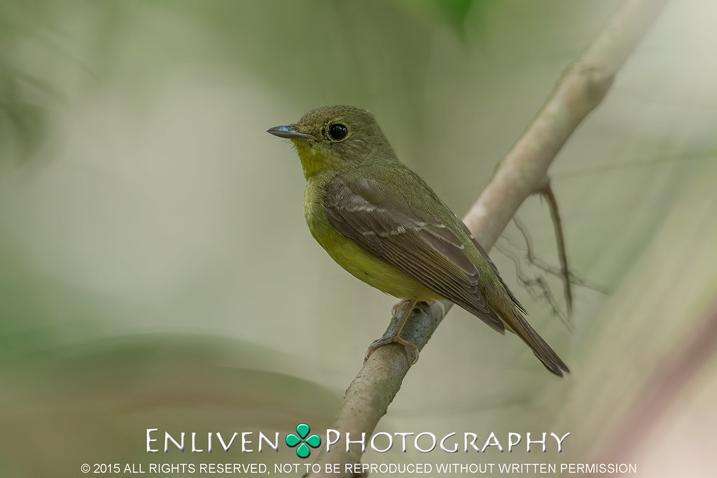 Image of Chinese Flycatcher