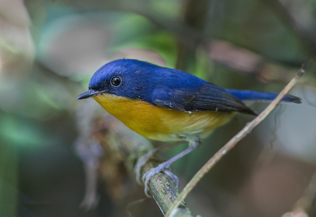 Image of Pygmy Blue-Flycatcher