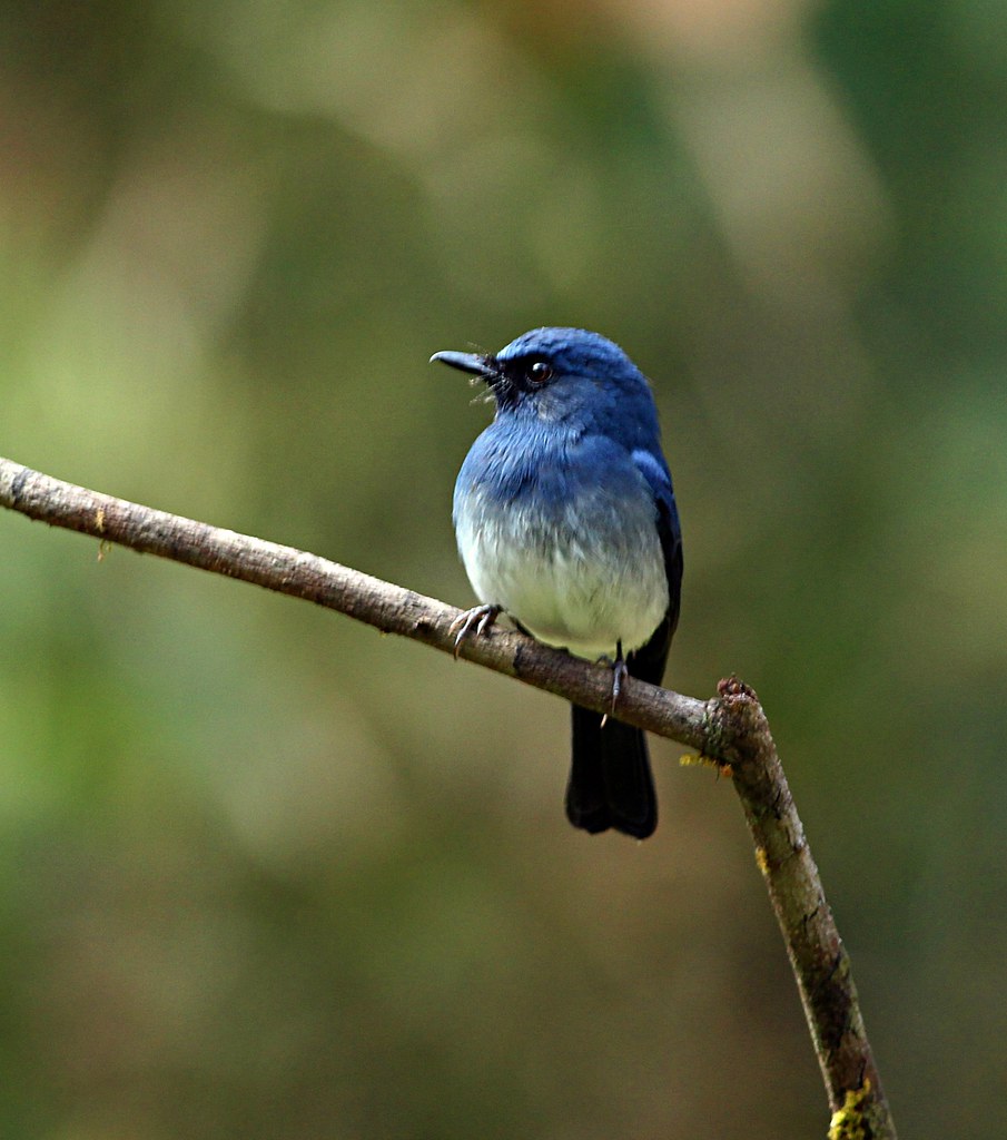 Image of Rufous-throated Flycatcher